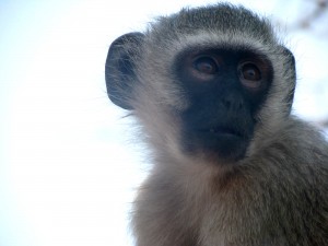 Vervet monkey