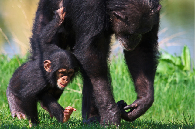 Baby chimpanzee with his mum Baby chimpanzee with his mum