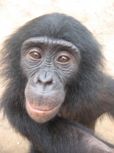 bonobo