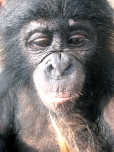 Bonobos