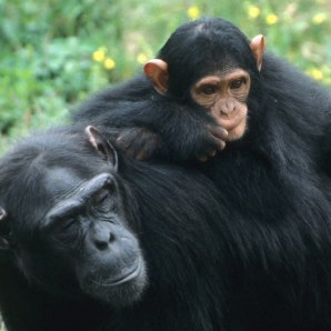 Chimpanzee With Baby