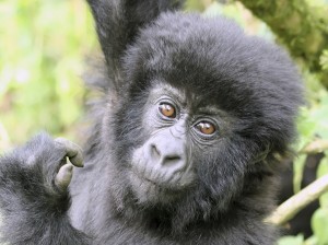 Mountain gorilla