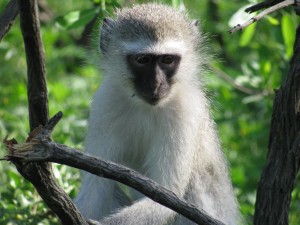 Vervet  monkey