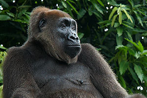 Cross river Gorilla, Nigeria, Cameroon