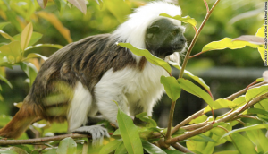 Cotton-top tamarin, Colombia