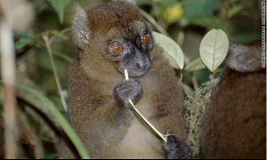 Greater Bamboo Lemur, Madagasca