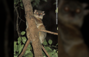 Northern sportive lemur, Madagascar