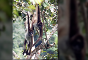 Variegated spider monkey, Colombia and Venezuela