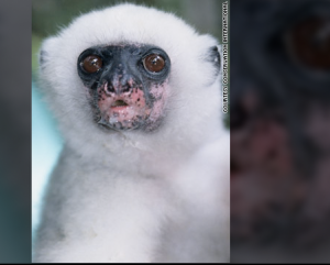 Silky sifaka, Madagascar