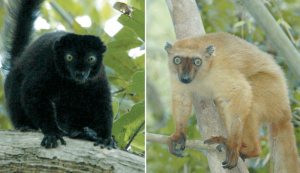 Sclater's lemurs, Madagascar
