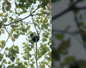 Pig-tailed Langur; Mentawai Islands, Indonesia