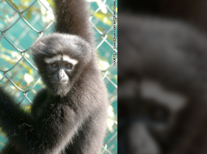 Western hoolock gibbon; Bangladesh, India and Myanmar