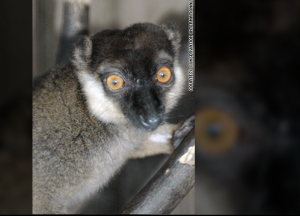 Gray-headed lemur,madagascar