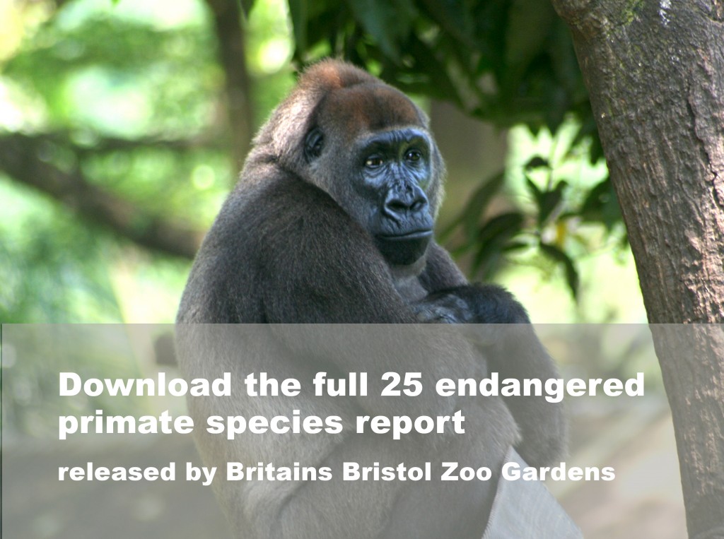 Endangered primate species download