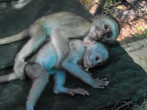 Baby vervet monkeys, Forest and Jessie