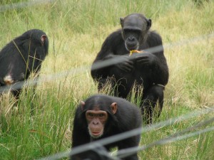 Chimpanzee Eden