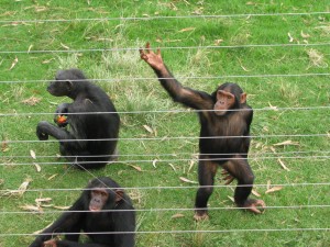 Chimpanzees at Chimp eden.