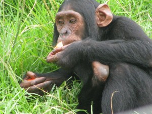 Chimpanzee at Chimp Eden