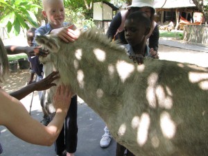 Meeting a donkey