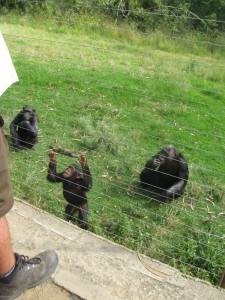 Chimpanzee Eden