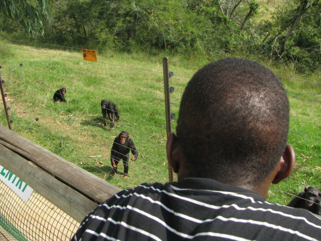 Meeting chimpanzees