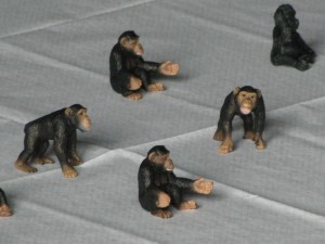 Play chimps