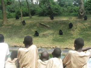 Watching the chimpanzees