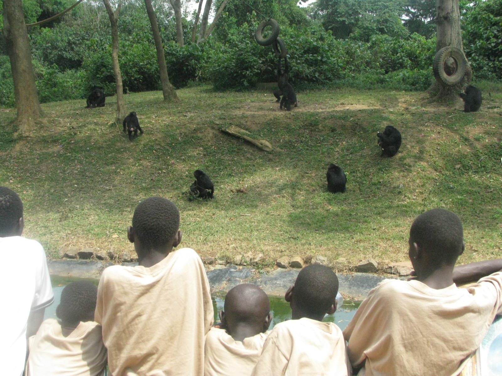 Watching the chimpanzees