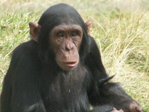 Chimpanzee