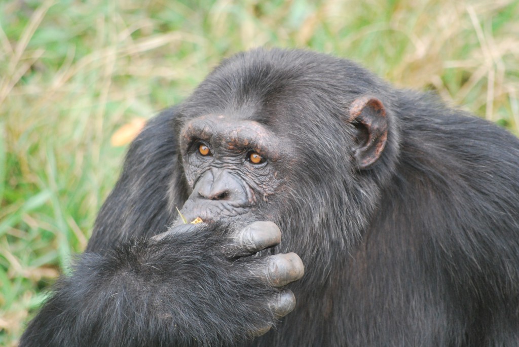 A chimpanzee and Ngamba Island 2011