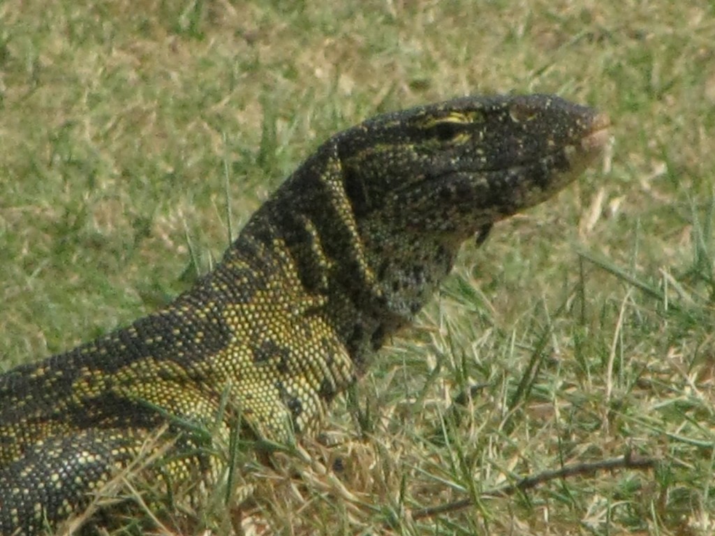 Ngamba Island wildlife