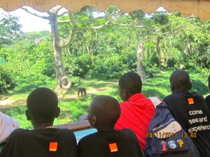 Watching the chimpanzees